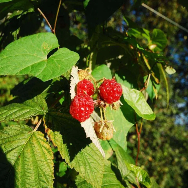 Agricoltura Biologica – I Nostri Lamponi BIO