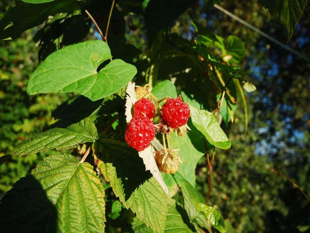 Agricoltura Biologica - I Nostri Lamponi BIO