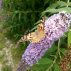 Al-Marnich - Natura Esterna - Farfalle Variopinte