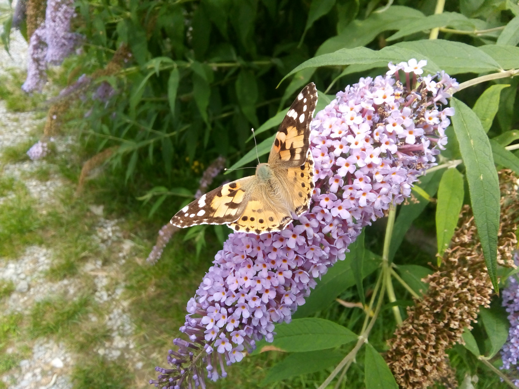 Al-Marnich – Natura Esterna – Farfalle Variopinte