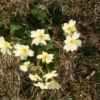 Al-Marnich-Natura-Incontaminata-Primule-Marzo-2020