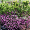 Al-Marnich - Una Bella Fioritura Primaverile