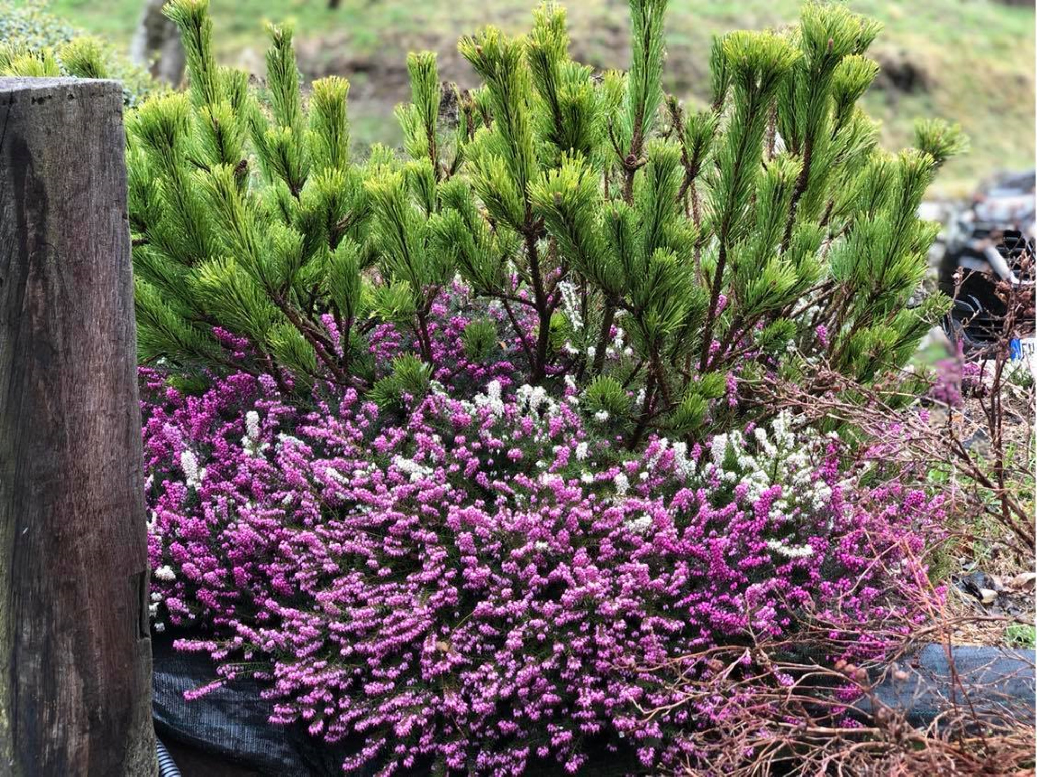 Al-Marnich – Una Bella Fioritura Primaverile