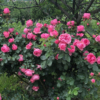 Cespuglio di Rose in Fiore