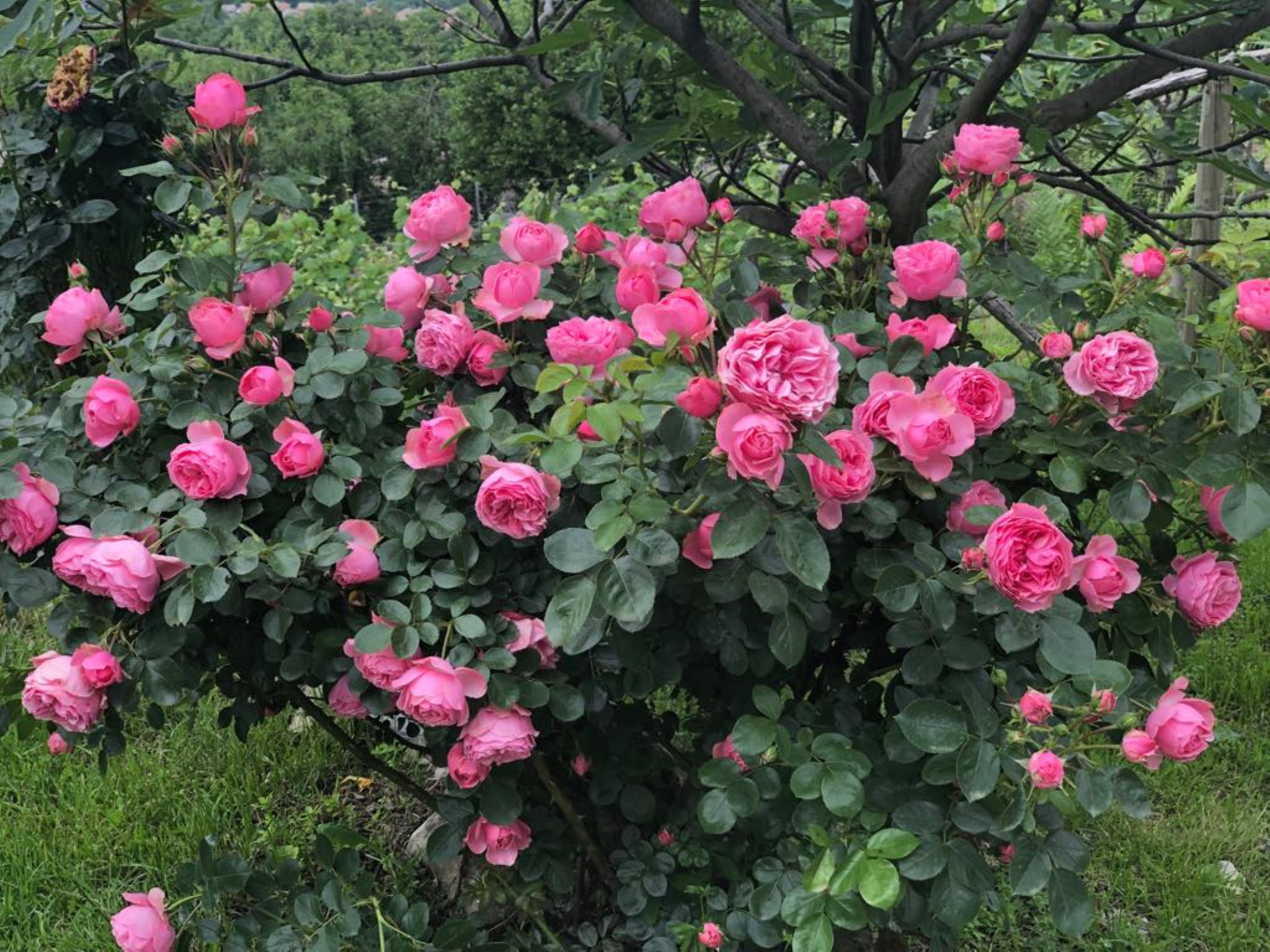Cespuglio di Rose in Fiore