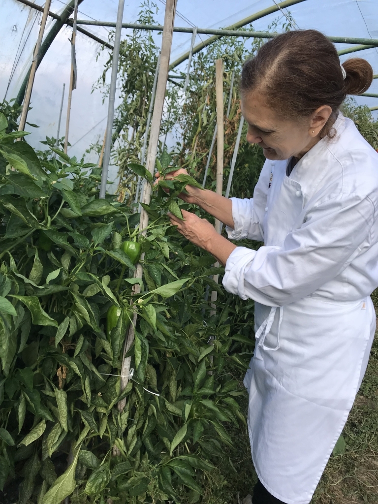 Giulia - Cuoca Contadina durante la raccolta di peperoni