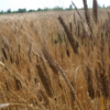 Grano Monococco