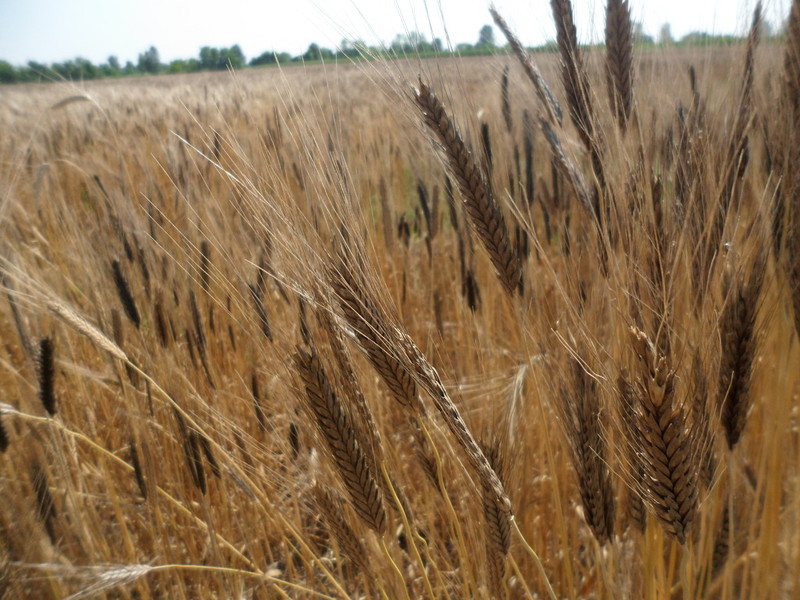 Grano Monococco