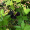 Le Nostre More Biologiche