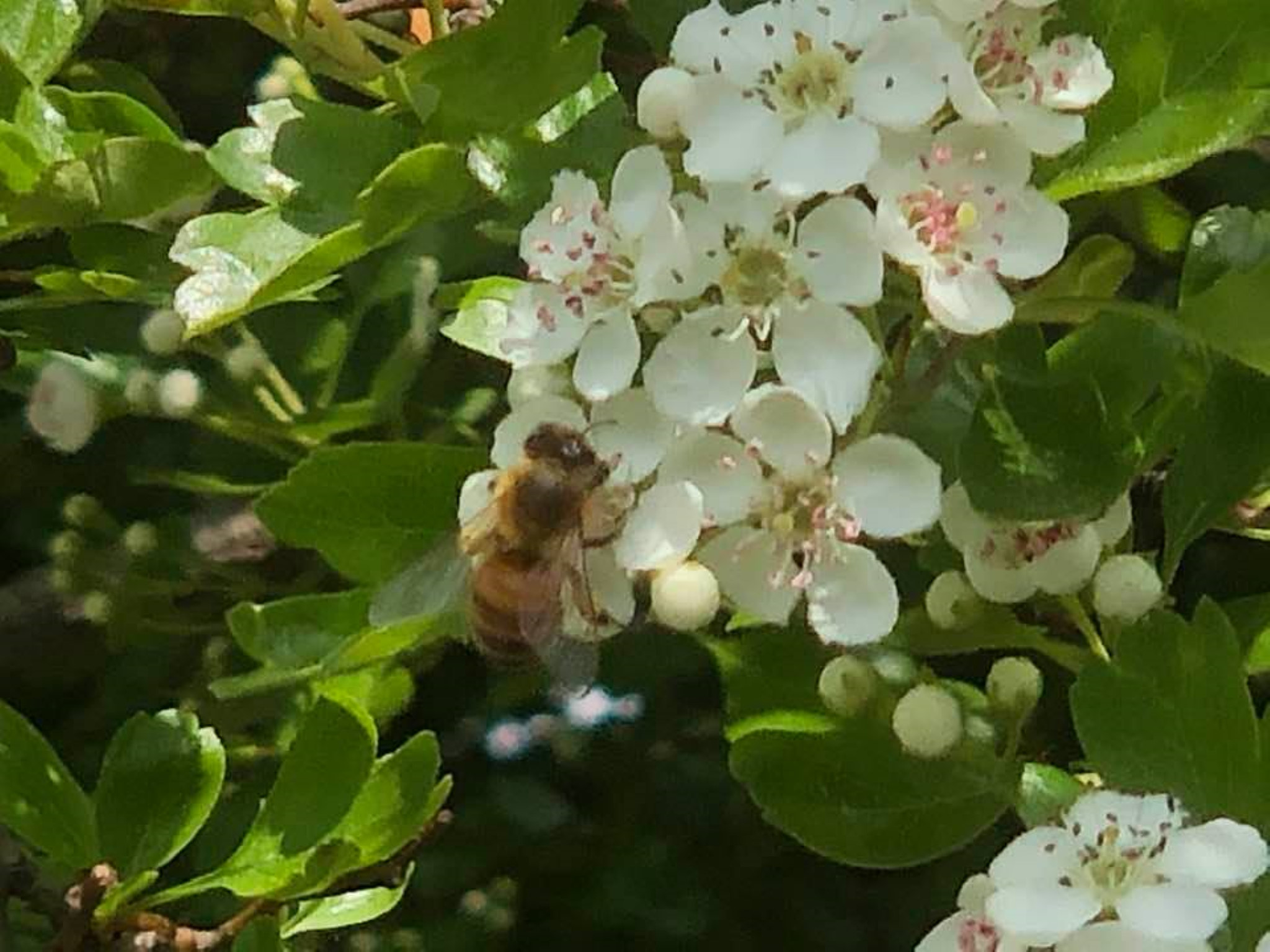 Miele da Apicoltura Nomade in un Contesto Naturale ed Incontaminato