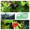 Azienda Agricola Al-Marnich - More e Lamponi BIO