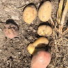 Agricoltura - Patate BIO