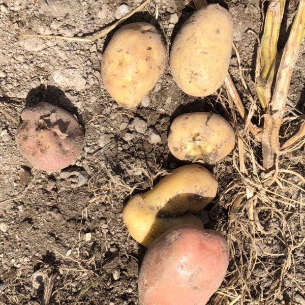 Agricoltura – Patate BIO