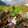 Agricoltura - Il Nostro Zafferano