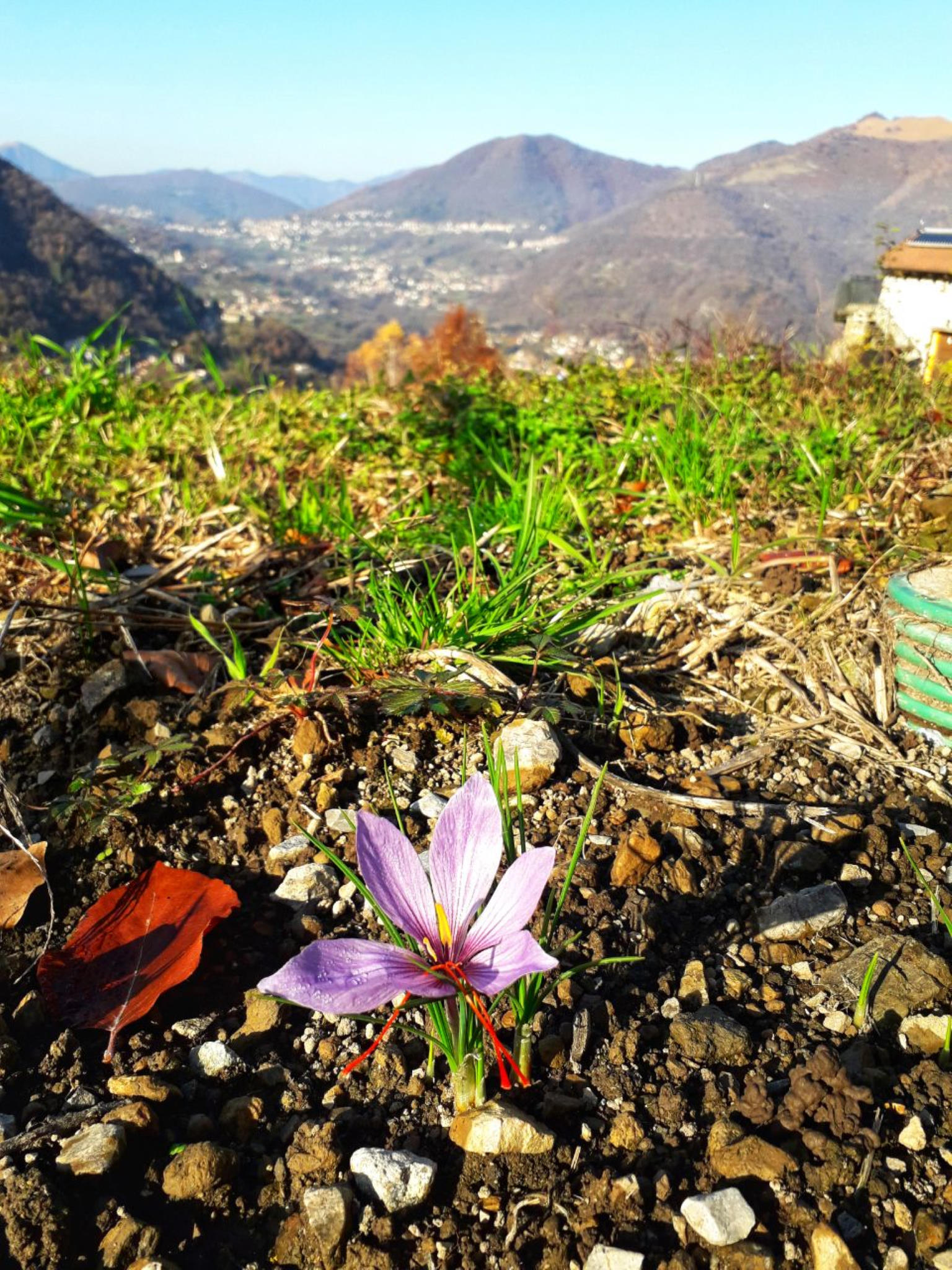 Agricoltura – Il Nostro Zafferano