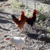 Al-Marnich - Allevamento Galline Felici
