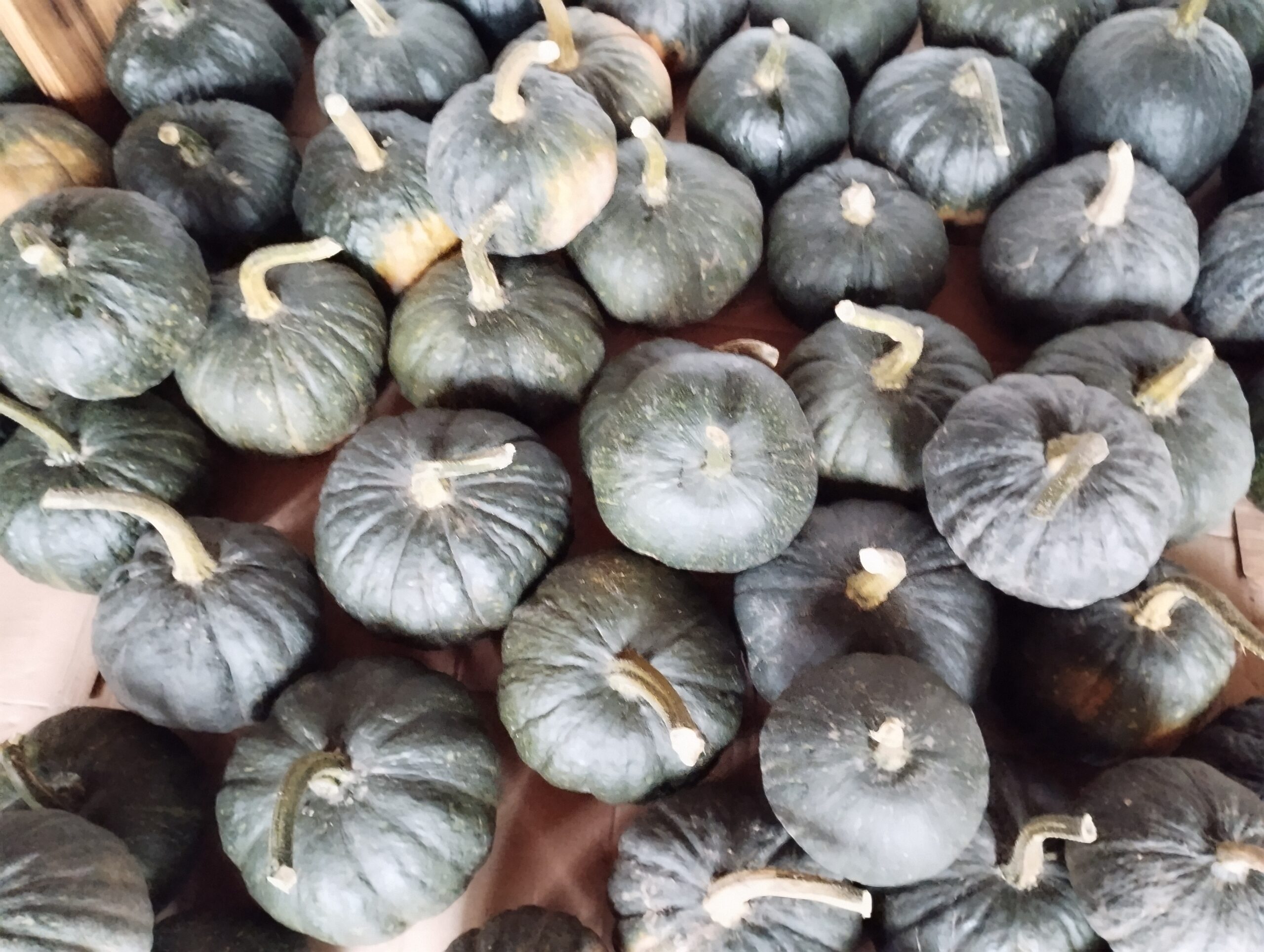 Al-Marnich – Ortaggi BIO – Zucche Mantovane